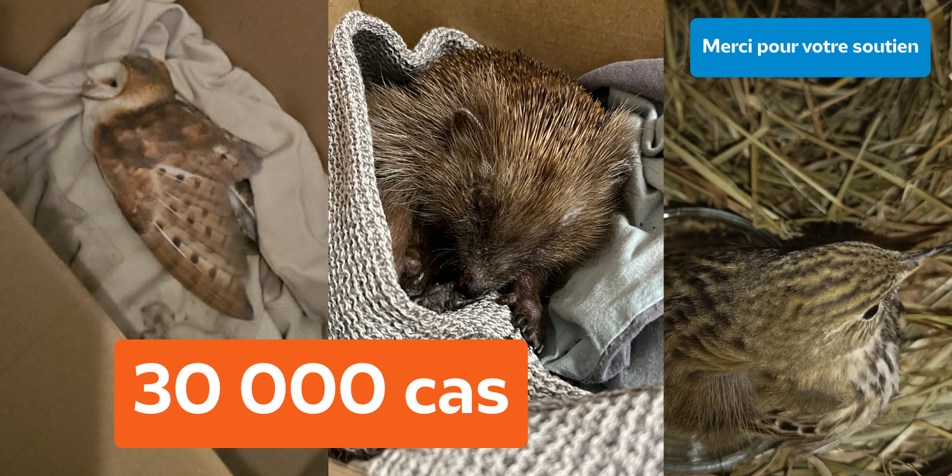 30 000 cas au Réseau Faune sauvage en détresse